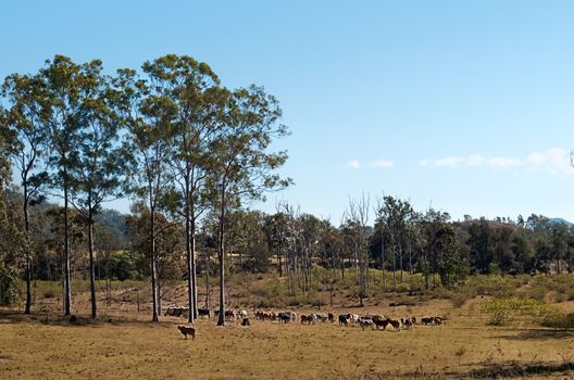 Australian country landscape scene cattle herd with gum trees and blue sky