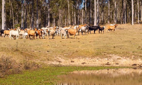 Australian beef cattle brown grey black near water dam against gum trees, spotted gum