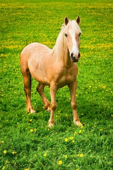 Horse on green pasture with yellow flowers
