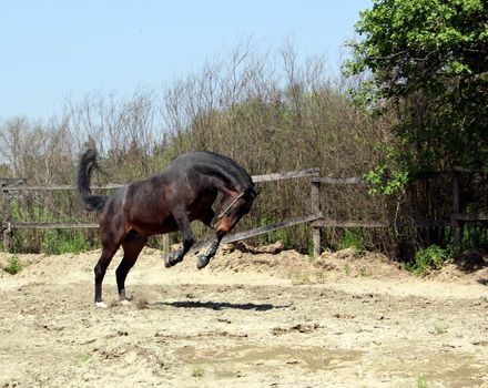 powerful horse running and jumping