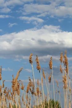 reed and blue sky with clouds