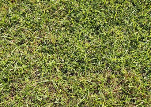 Green Grass Surface,a plant cover the earth       