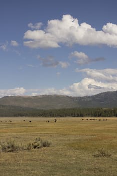 Cattle in a range in the US national Forest in Dog Valley California