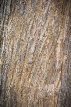 Tree's texture