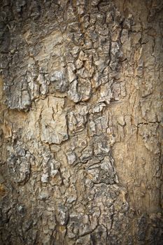Tree's texture