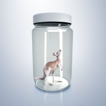 Adult kangaroo standing inside a glass jar