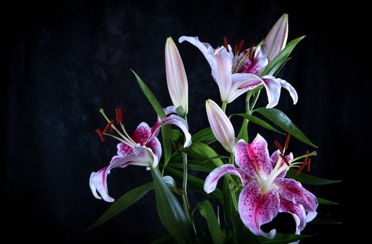 Pink Lily Flowers on a black  background