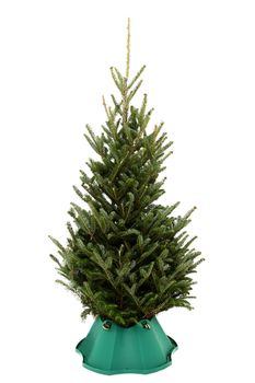 Small undecorated christmas tree in plastic tree stand over white background.