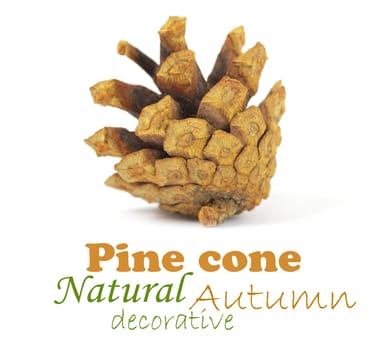 Pine cone isolated on white, clipping path included
