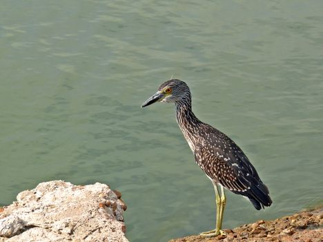 A Yellow Crowned Night Heron standing on the shore of a bay.