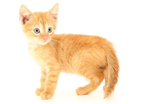 Beautiful brown orange  kitten with hazel eyes standing.