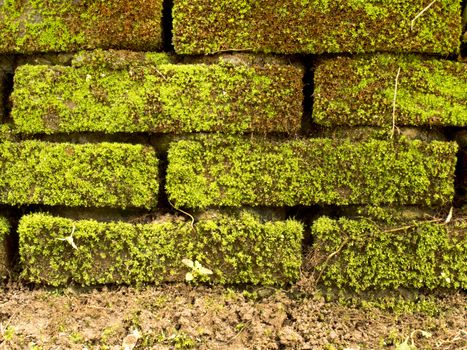 Brick wall full with green moss and ground