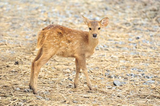 Fawn