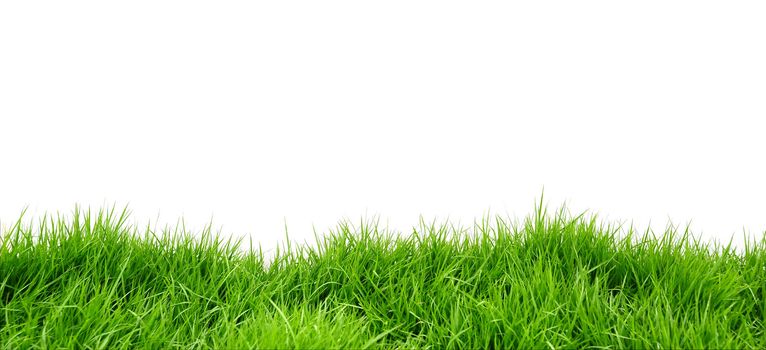 Grass on white background