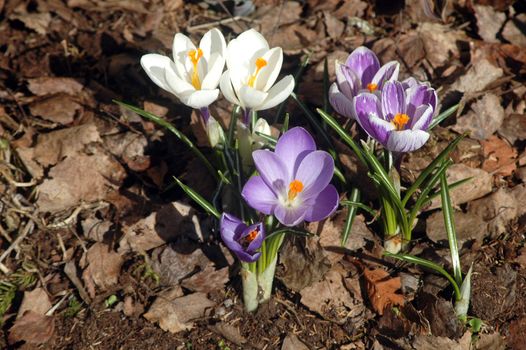 Crocuses that grow in spring