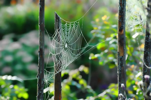 Spider Web on a roundpole