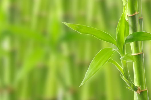 bamboo
