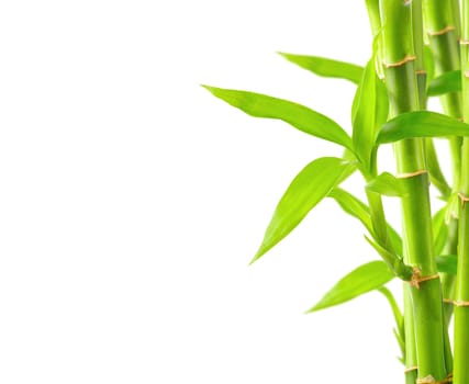 Bamboo background with copy space