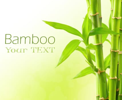 Bamboo background with copy space