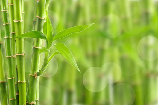 bamboo