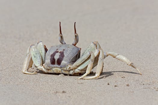 Crab in  awesome position in  sand against  legs, Thailand.