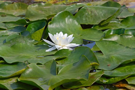 White water lily in  pond close-up on background of water and leaves.