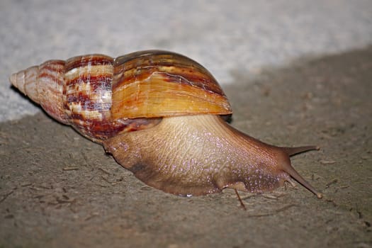 Large snail with  beautiful shell closeup on ground.