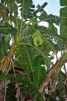 Bunches of bananas hanging on  plant on background of leaves, Thailand.