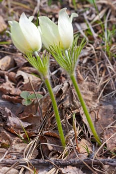 Pasque-flower close-up on  background of leaves, spring, Russia.