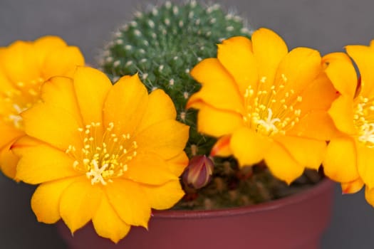 Cactus flowers  on  dark  background.Image with shallow depth of field.