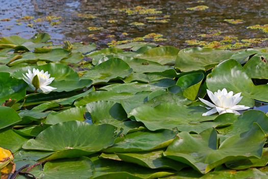 White waterlily on background of leaves in  pond.