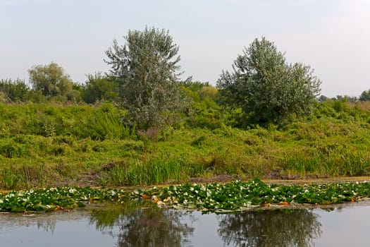 Lakeside view in summer with trees against  sky, Russia.