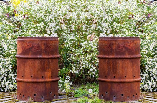 This image shows two rusty barrel in a flowerbed