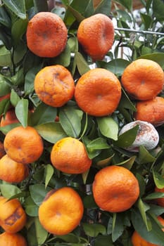 Mandarine trees