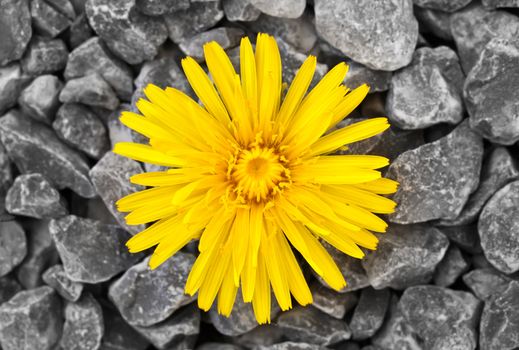 This image shows a dandelion with many stones in background