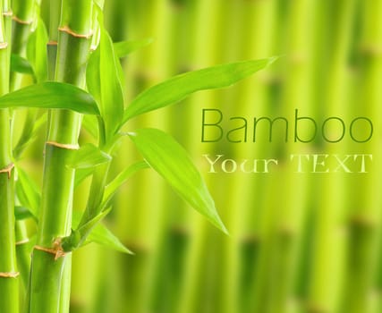 Bamboo background with copy space