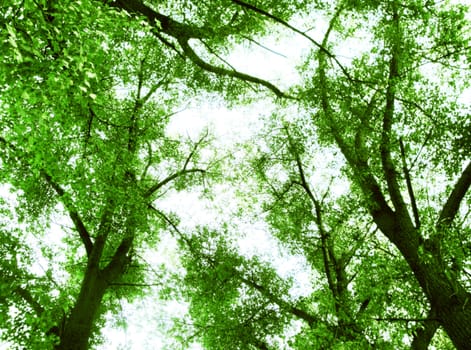 Green leaves