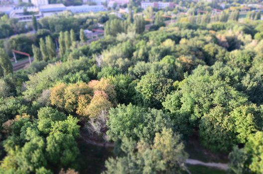 Green park at Kiev city at summer