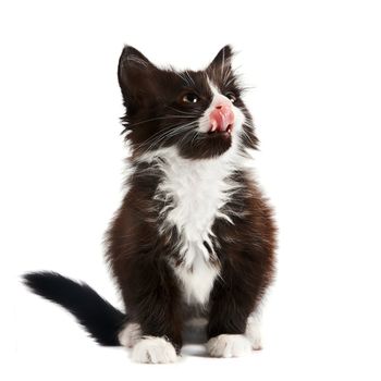 The black-and-white kitten licks lips on a white background