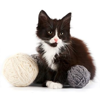 Black-and-white kitten with a woolen balls on a white background