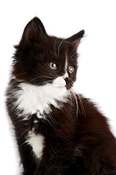 Portrait of a black-and-white kitten on a white background