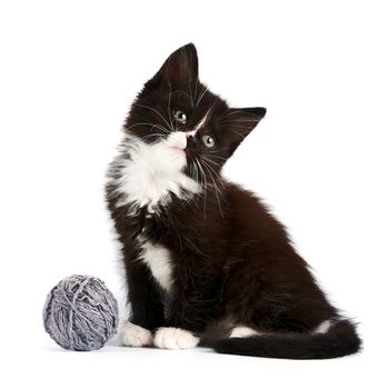 Black-and-white kitten with a woolen ball on a white background