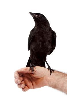 The black bird sits on a hand on a white background.