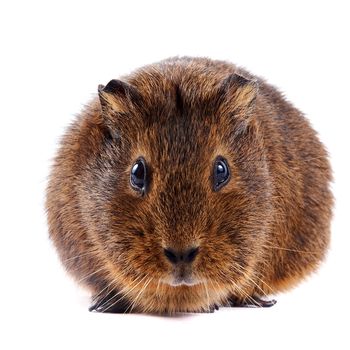 Brown guinea pig on a white background