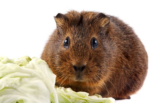 Brown guinea pig with cabbage leaves on a white background