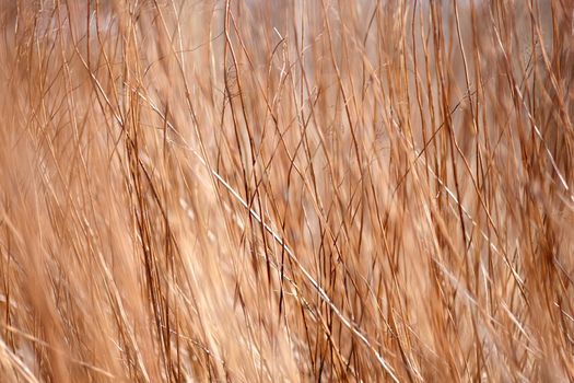 Background a structure - a dry grass
Abstract background.