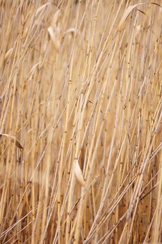 Abstract background.
Structure - the Dry reed, a cane