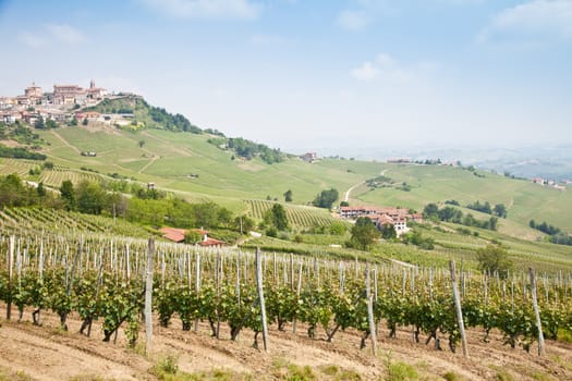 Tuscany. Vineyard in the middle of the most famous wine region of Italy.