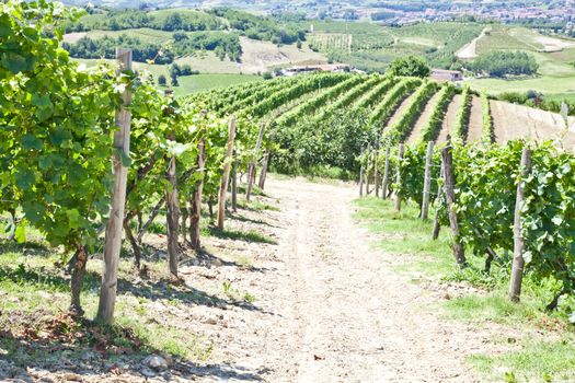 Barbera vineyard during spring season, Monferrato area, Piedmont region, Italy