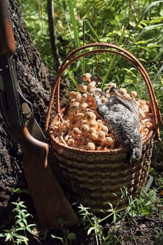 Gun, hazel grouse and a basket of mushrooms
